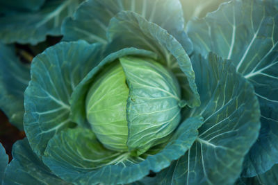 Close-up photo of cabbage in the vegetable garden at sunset