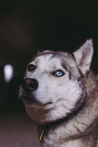 Close-up of dog with different eyes