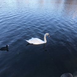 High angle view of swans swimming in lake