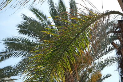 Low angle view of palm tree against sky