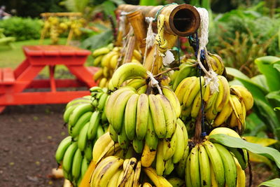 Close-up of fruits growing in market