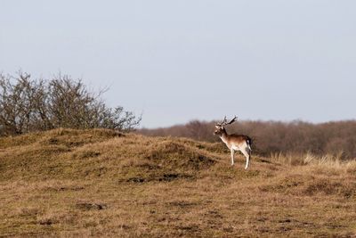 Deer standing on landscape against clear sky