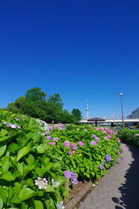 Pink flowering plants against blue sky