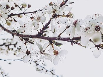 Low angle view of cherry blossoms against sky