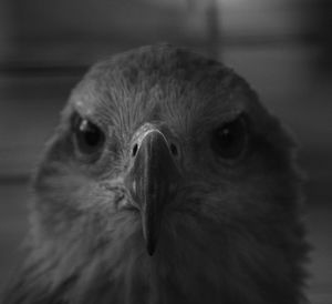 Close-up portrait of a owl