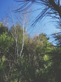 Low angle view of trees against sky