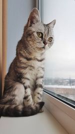 Close-up of a cat looking away