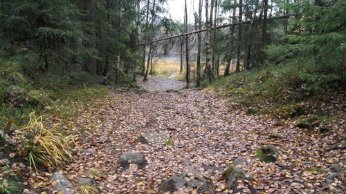 Scenic view of trees