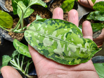 Close-up of hand holding leaf