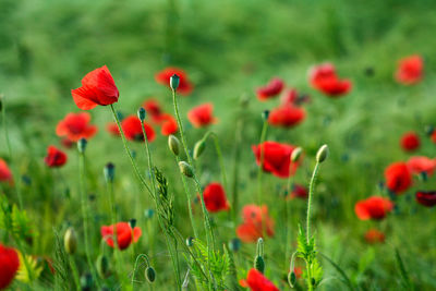 Close-up of red poppy flowers on field
