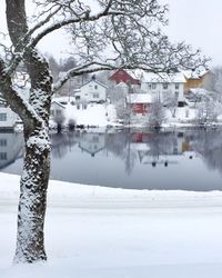 Snow covered trees in winter