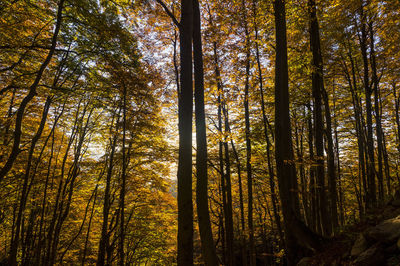 Low angle view of trees in forest