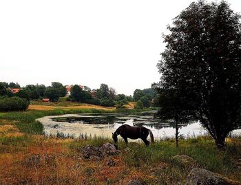 Horse on field against sky