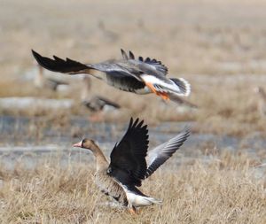 Gray heron flying over field