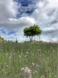 Scenic view of field against sky