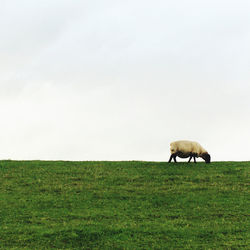 Horse grazing in a field