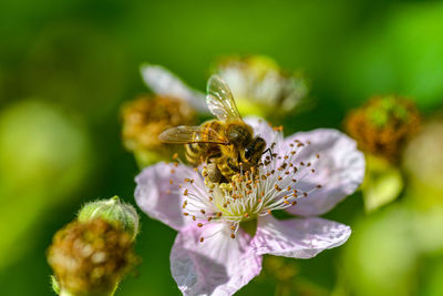 Close-up of bee pollinating on flower