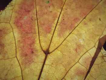 Full frame shot of leaf