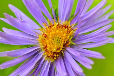 Close-up of purple flower