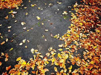 Close-up of fallen maple leaves on tree during autumn