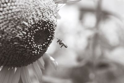 Close-up of bee on flower