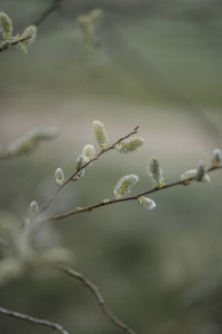 Close-up of raindrops on plant