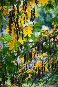 Close-up of yellow flowering plant