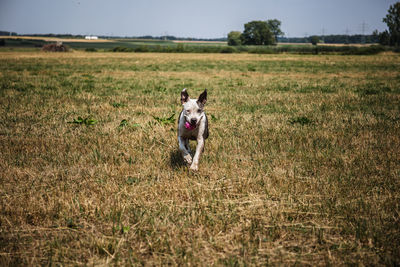 Dog running on field