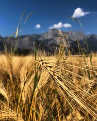 Close-up of stalks in field against the sky