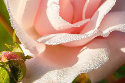 Dew drops on rose petals close-up. macro shooting.