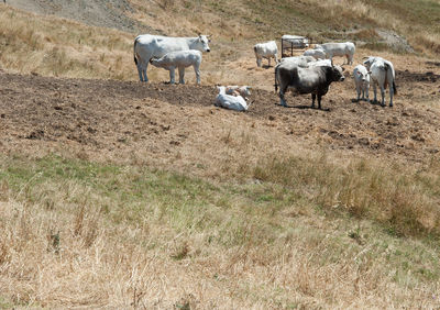 Cows grazing in the field