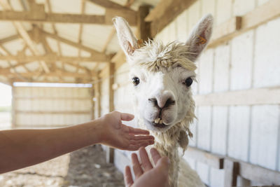 Cropped image of hands reaching towards llama at shed