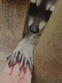 Cropped image of hand touching raccoon through wooden fence