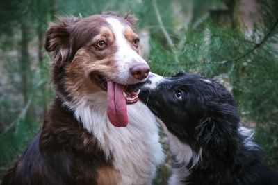 Close-up of dog looking away