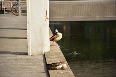 Full length of shirtless boy on pier over lake