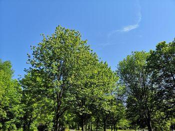 Low angle view of trees against blue sky