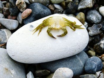 Close-up of crab on pebble