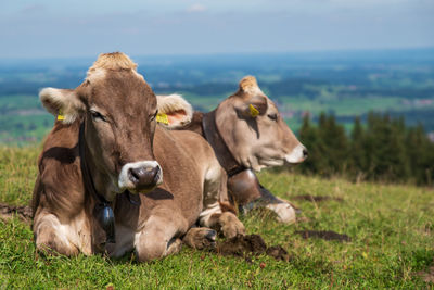 Cows on field