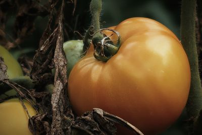 Ripening tomato in a garden