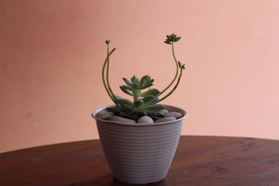 Close-up of potted plant on table against wall