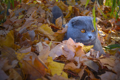 Close-up cat of a autumn leaves