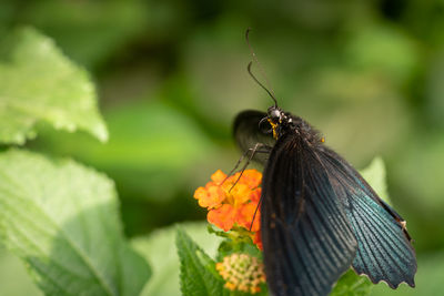 Close-up of butterfly pollinating on flower