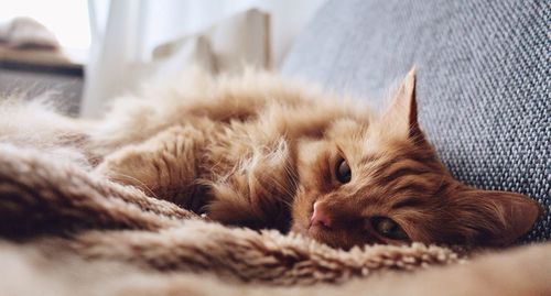 Close-up of cat sleeping
