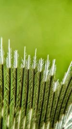 Close-up of fern against green background