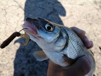 Close-up of hand holding fish