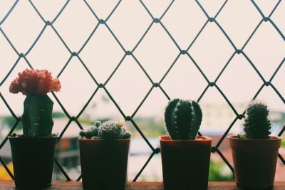 Close-up of potted cactus plant against fence