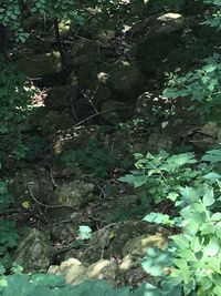 High angle view of trees in forest