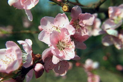 Close-up of pink cherry blossoms