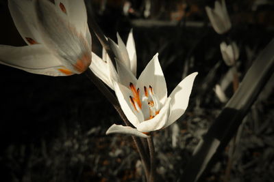 Close-up of white flowering plant