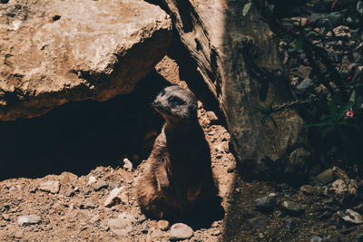 High angle view of meerkat on field